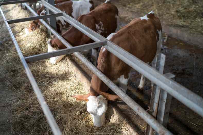 Азербайджан проводит инспекцию российских производителей продукции животноводства